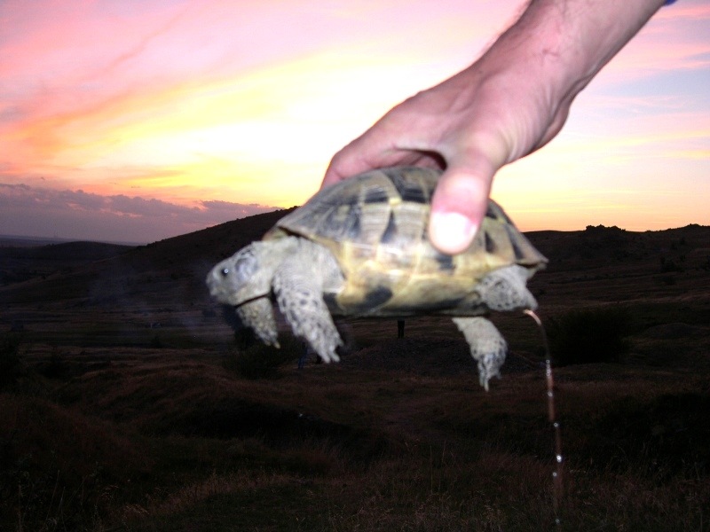 muntii macinului2006 107