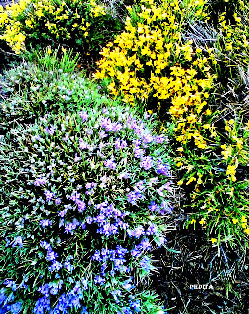 Foto flores de la sierra Piorno. Sierra Nevada