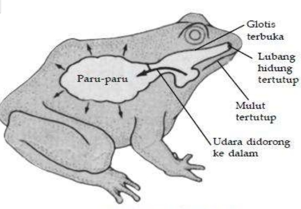 katak.