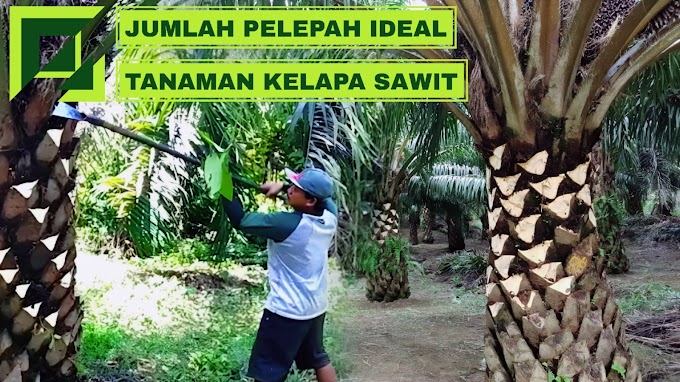 Pengaturan Jumlah Pelepah yang Ideal untuk Kapasitas Produksi Kelapa Sawit yang Optimal