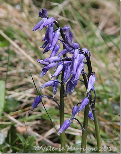 20-bluebells