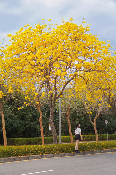 台中大雅科雅三路黃花風鈴木，中科拍照賞花好去處，不會人擠人