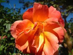 IMG_1789