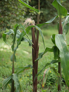 玉米植株與玉米筍