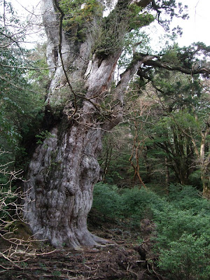 the oldest tree in japan