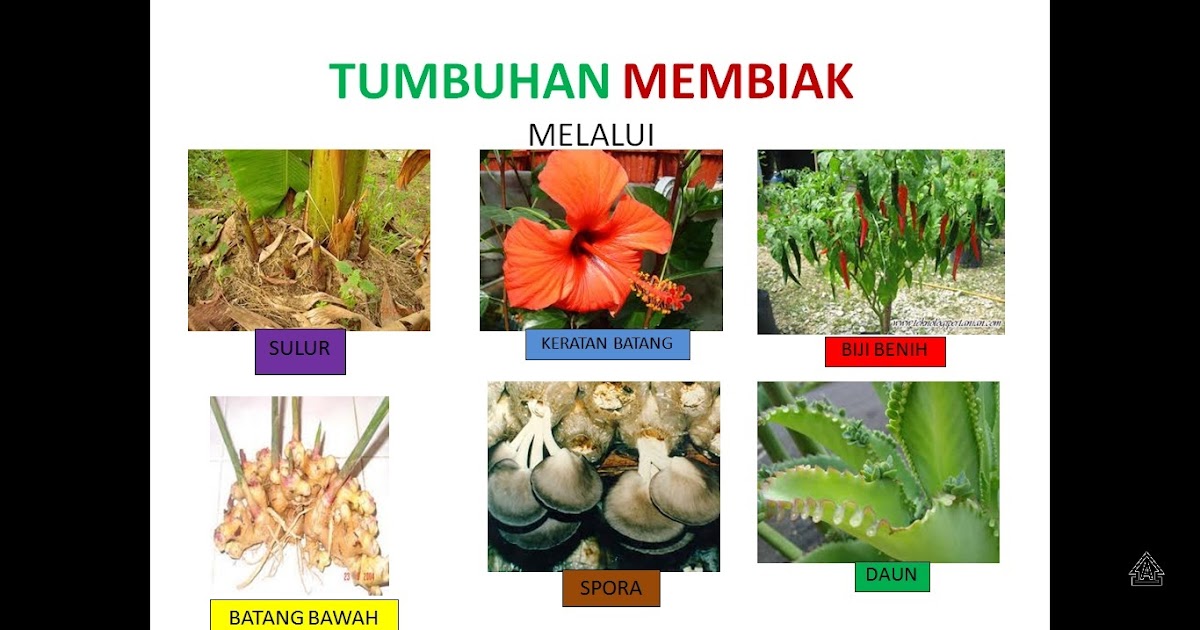 SAINS TAHAP 2: Proses Hidup Tumbuhan