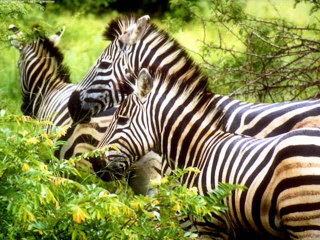Wild Zebras HD Wallpaper | Desktop Wallpaper