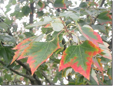 Fall 292