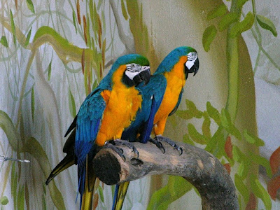 Parrots Bird Picture