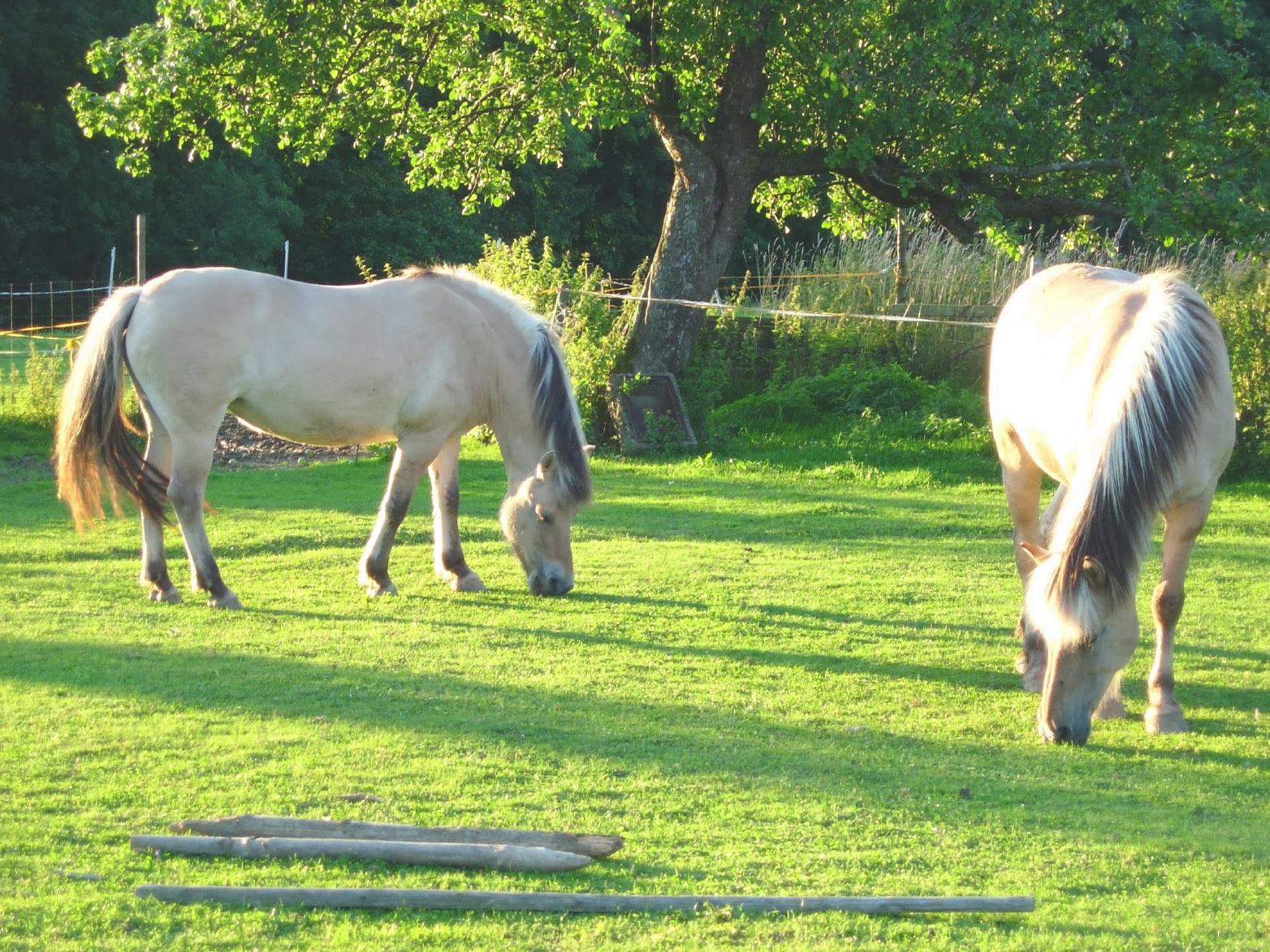 http://iconica10.blogspot.com/2015/01/dos-caballos-blancos-en-jardin.html