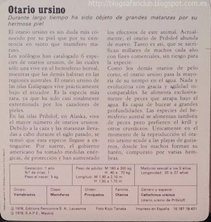 Blog Safari Club, características del Otario ursino