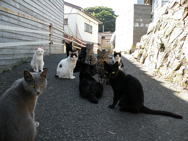 Chats - Tashirojima, Japon