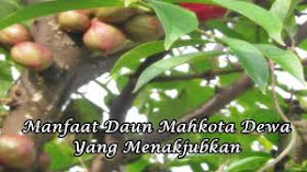 cara mengolah daun mahkota dewa - manfaat daun mahkota dewa untuk kecantikan - cara meracik daun mahkota dewa - manfaat daun mahkota dewa dan cara pengolahannya - manfaat mahkota dewa sebagai obat - daun mahkota dewa untuk gatal - khasiat mahkota dewa untuk wanita - buah mahkota dewa beracun