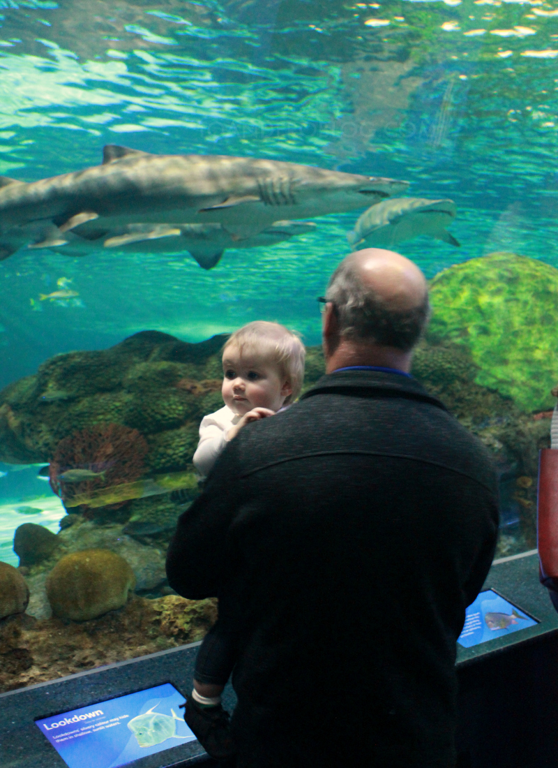 Celebrating Morley's 1st Birthday at Ripley's Aquarium of Canada