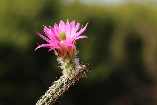 Echinocereus poselgeri