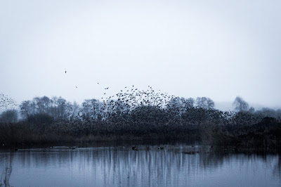 murmurations, starlings, winter, Ham Wall, RSPB, birds