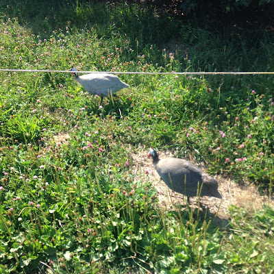 poultry birds at Russell Orchards