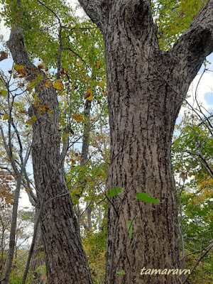 Липа амурская (Tilia amurensis)