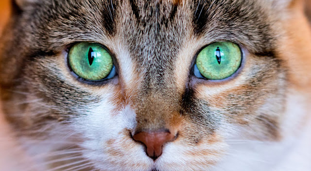 Understanding Your Cat’s 5 Senses