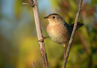 Small Birds Of North America
