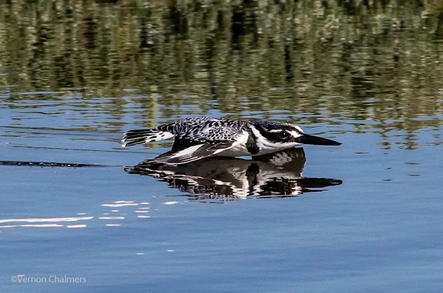 Low flying Pied Kingfisher crashing into the Diep River - Image 1