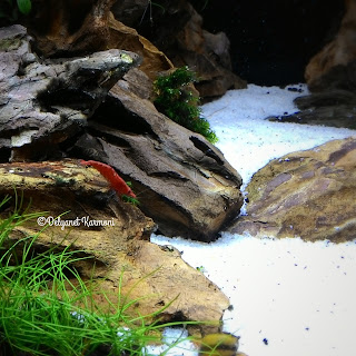 red shrimp aquascape