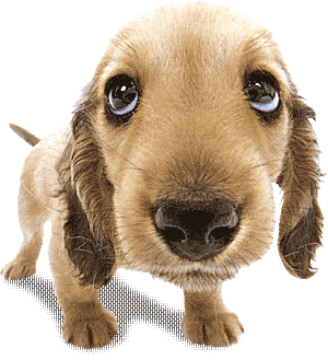 Animals Zoo Park: Cute Puppy Pictures, Puppy Photos - Innocent Dogs
