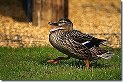IMG_3339