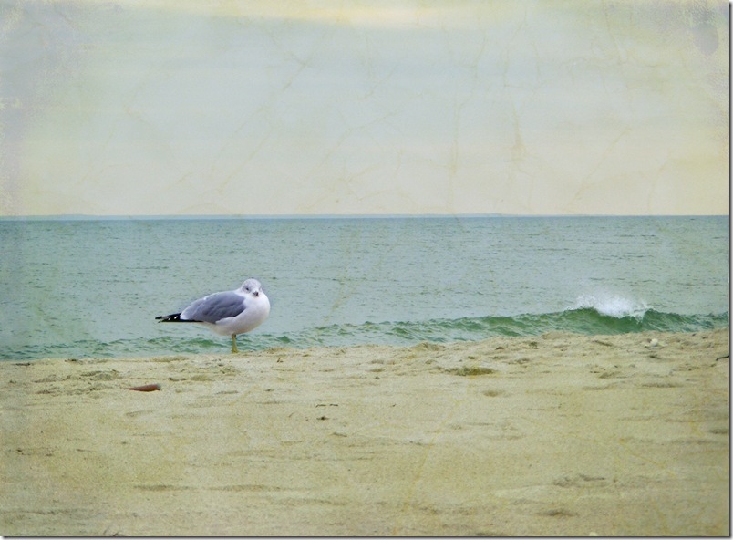Beach Gull
