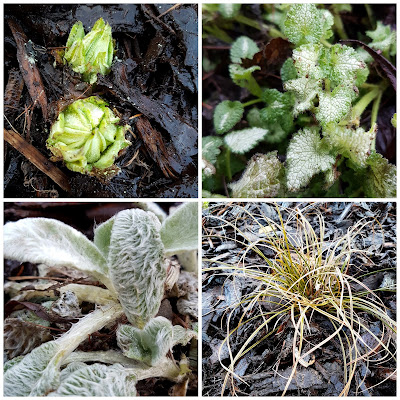 Track border, left side,  Primula denticulata 'Alba',  Lamium maculatum 'Orchid Frost',  Stachys byzantina 'Silver Carpet', Carex dipsacea