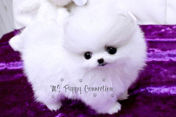 teacup pomeranian puppies for free. Teacup White Pomeranian