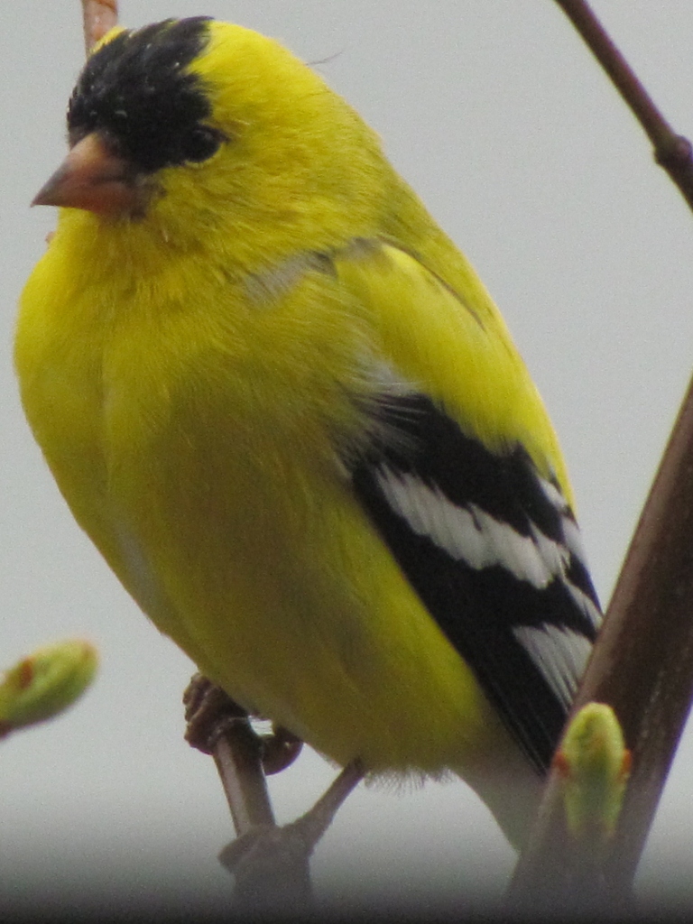 ポートランド付近の鳥達 American Goldfinch オウゴンヒワ