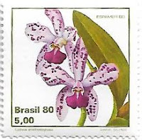 Selo Cattleya amethystoglossa