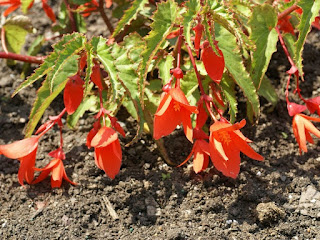 Begonia x tuberhybrida 'Mandalay Flamingo'