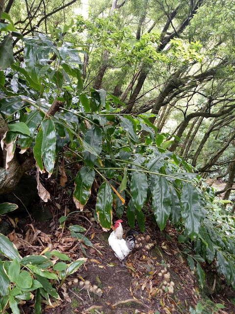Very few people on the trail, a few chickens around though. Faial da Terra, Azores.