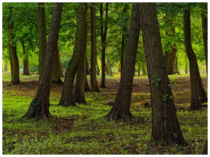 Park Szelągowski w Poznaniu