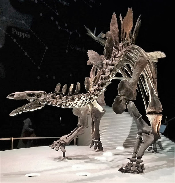 Sophie the Stegosaurs, mounted in the NHM and floodlit with silver light.  There is a person in the background to give scale to her.