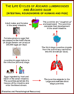 Diseases:Typhoid,Tuberculosis,Aids,Ascaris and Cancer