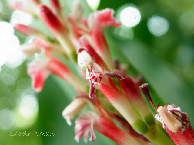 Alpinia japonica