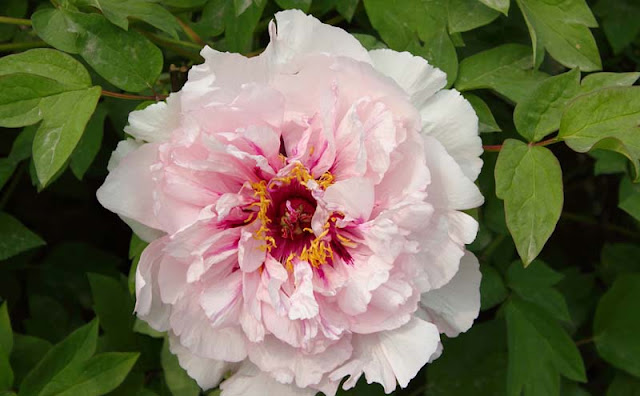 Peony Flowers Pictures