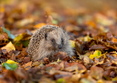 hedgehog, erison,