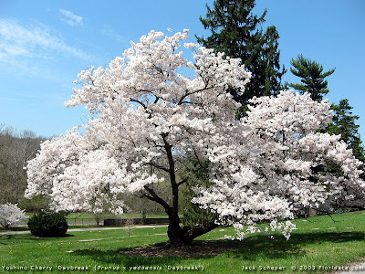 japanese cherry tree pictures. japanese cherry tree drawing.