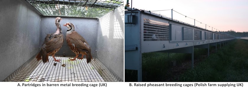 Barren gamebird breeding cages