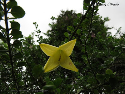 Lily thorn - Catesbaea spinosa