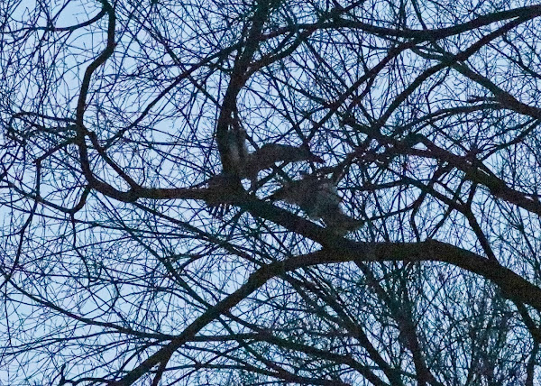 Amelia and immature red-tail tussle in a tree after sunset.
