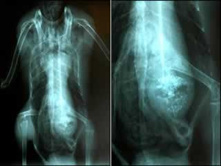 Unbelievable X-rays (12) 10