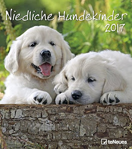 Niedliche Hundekinder 2017: teNeues Wandkalender