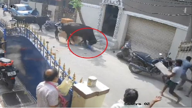 Unveiling the Arumbakkam Cow Incident