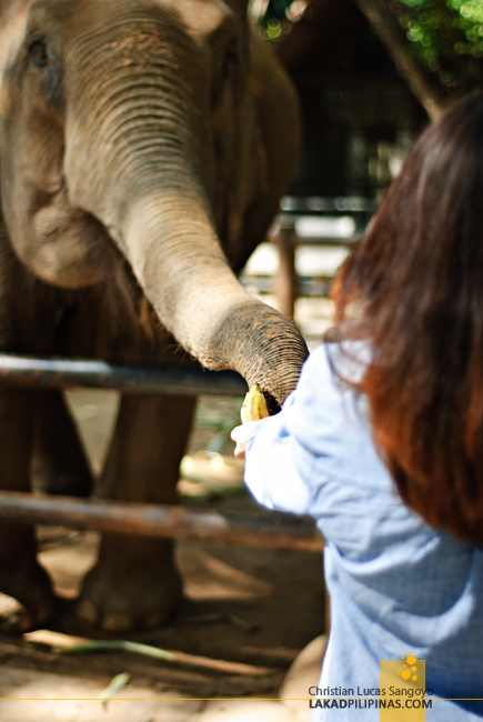 Samphran Elephant Ground & Zoo Thailand