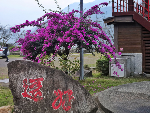 南投信義鄉農會梅子夢工廠梅園花語小徑，各式伴手禮賞梅休息站